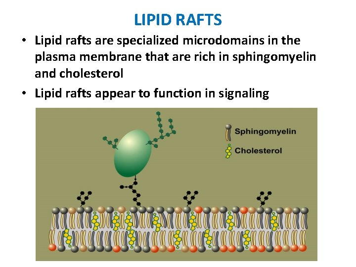 LIPID RAFTS • Lipid rafts are specialized microdomains in the plasma membrane that are