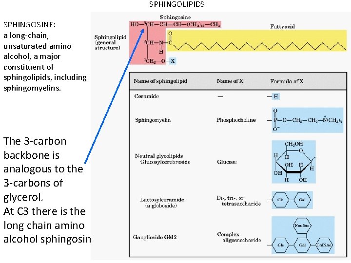 SPHINGOLIPIDS SPHINGOSINE: a long-chain, unsaturated amino alcohol, a major constituent of sphingolipids, including sphingomyelins.