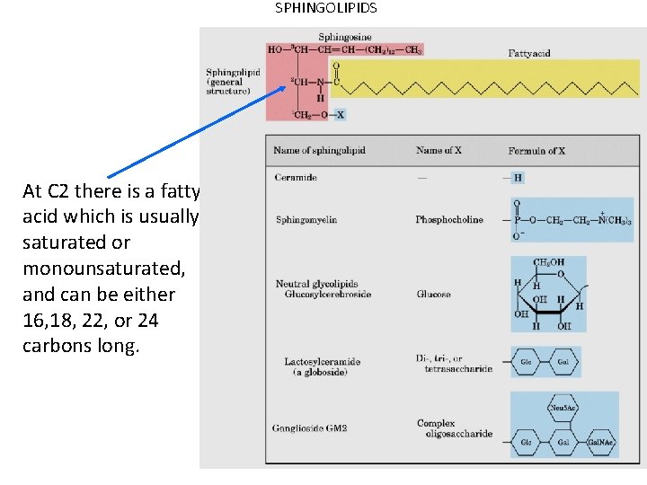 SPHINGOLIPIDS At C 2 there is a fatty acid which is usually saturated or