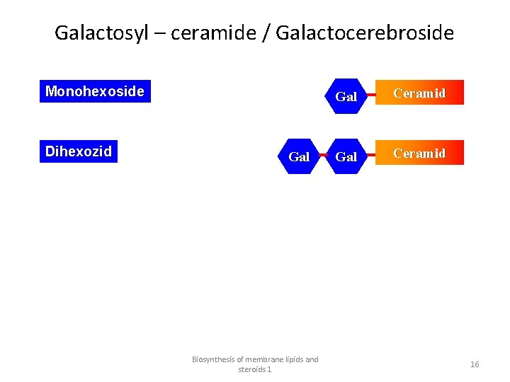 Galactosyl – ceramide / Galactocerebroside Monohexoside Dihexozid Gal Biosynthesis of membrane lipids and steroids