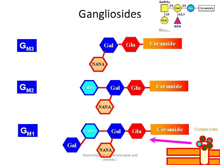 Gangliosides GM 3 Gal Glu Ceramide NANA GM 2 Gal. NAc Gal Glu Ceramide