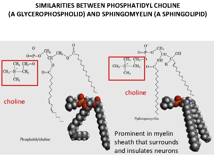 SIMILARITIES BETWEEN PHOSPHATIDYL CHOLINE (A GLYCEROPHOSPHOLID) AND SPHINGOMYELIN (A SPHINGOLIPID) choline Prominent in myelin