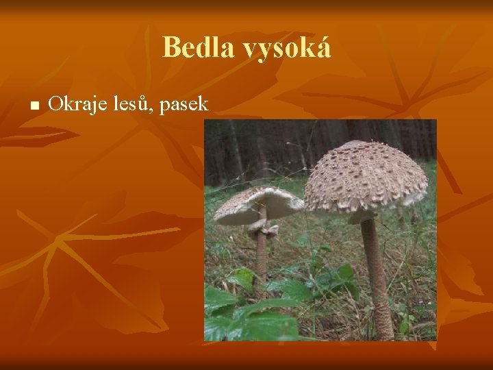 Bedla vysoká n Okraje lesů, pasek 