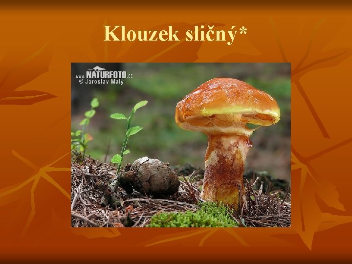 Klouzek sličný* 