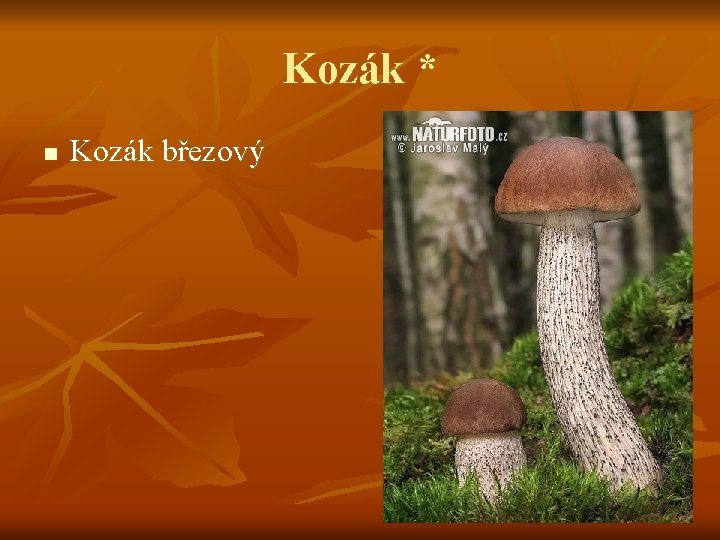 Kozák * n Kozák březový 