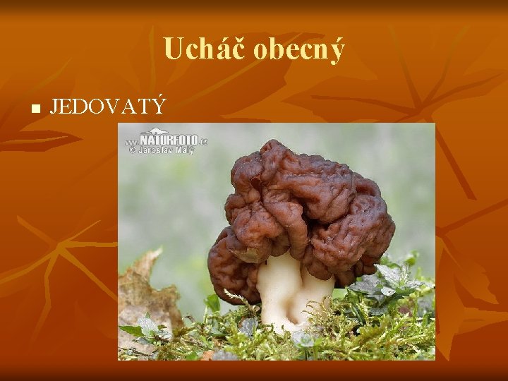 Ucháč obecný n JEDOVATÝ 