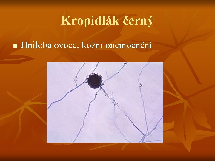Kropidlák černý n Hniloba ovoce, kožní onemocnění 