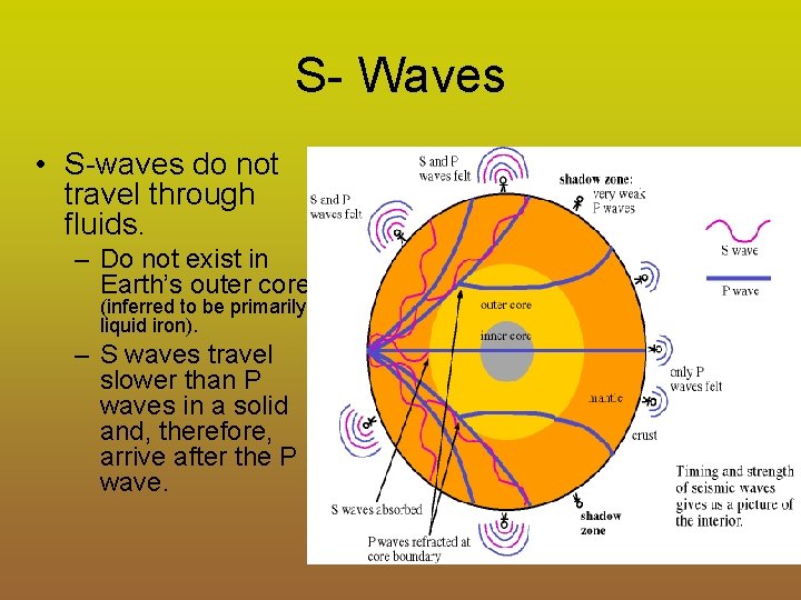S- Waves • S-waves do not travel through fluids. – Do not exist in