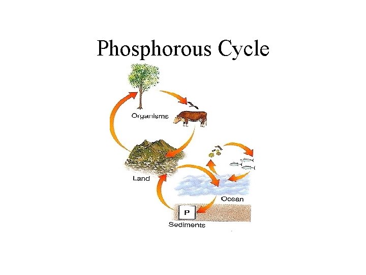 Phosphorous Cycle 