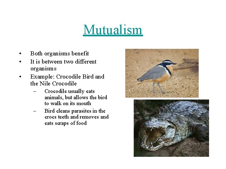 Mutualism • • • Both organisms benefit It is between two different organisms Example: