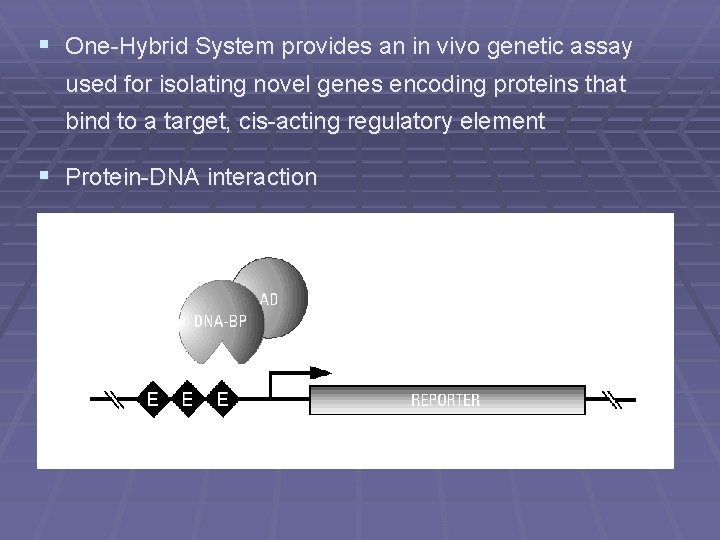 § One-Hybrid System provides an in vivo genetic assay used for isolating novel genes