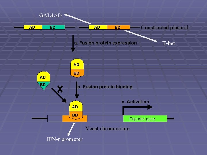 GAL 4 AD AD AD BD BD Constructed plasmid BD BD a. Fusion protein
