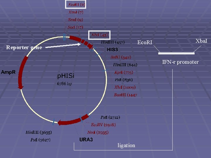 Eco. RI Reporter gene Xba. I IFN-r promoter ligation 