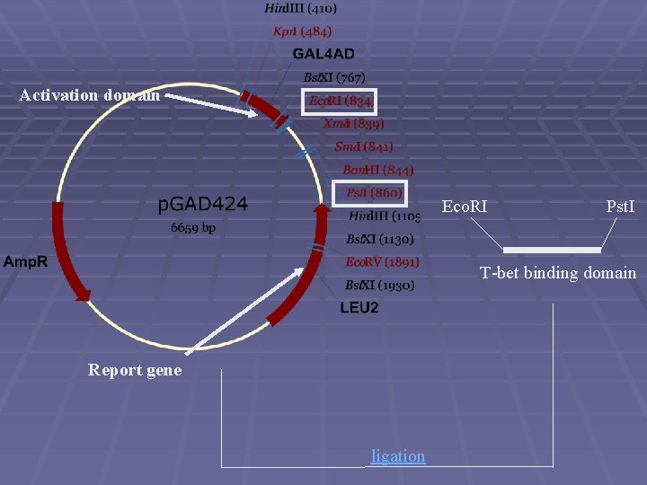 Activation domain Eco. RI Pst. I T-bet binding domain Report gene ligation 