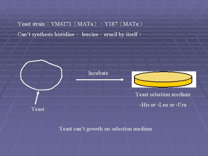 Yeast strain：YM 4271（MATa）、Y 187（MATα） Can’t synthesis histidine、 leucine、uracil by itself。 Incubate Yeast selection medium