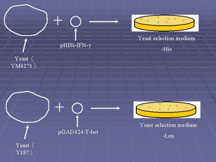 Yeast selection medium p. HISi-IFN-γ -His Yeast（ YM 4271） Yeast selection medium p. GAD