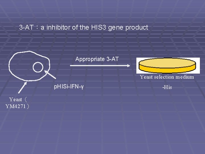 3 -AT：a inhibitor of the HIS 3 gene product Appropriate 3 -AT Yeast selection