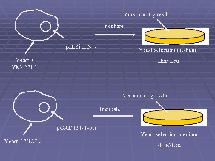 Yeast can’t growth Incubate p. HISi-IFN-γ Yeast selection medium Yeast（ YM 4271） -His/-Leu Yeast