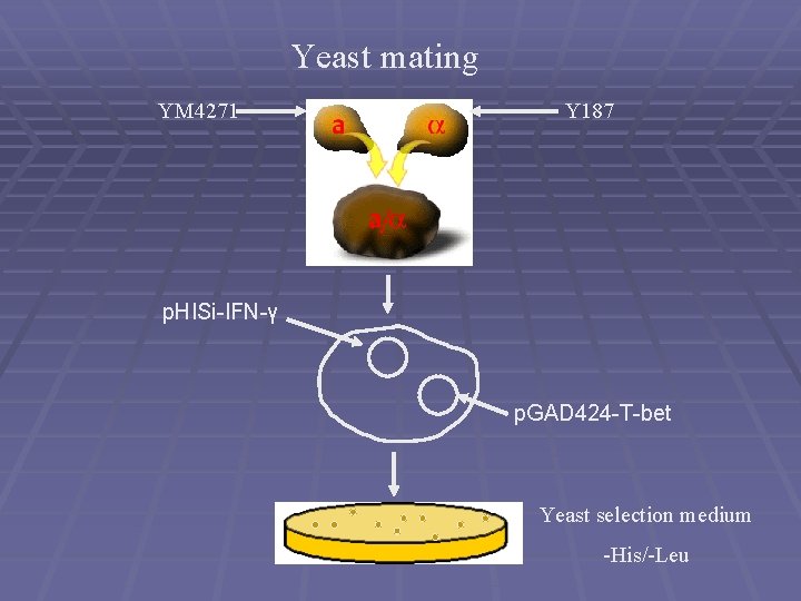 Yeast mating YM 4271 Y 187 p. HISi-IFN-γ p. GAD 424 -T-bet Yeast selection