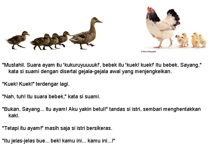 "Mustahil. Suara ayam itu 'kukuruyuuuuk!', bebek itu 'kuek!' Itu bebek, Sayang, " kata si