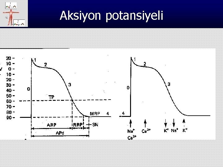 Aksiyon potansiyeli 