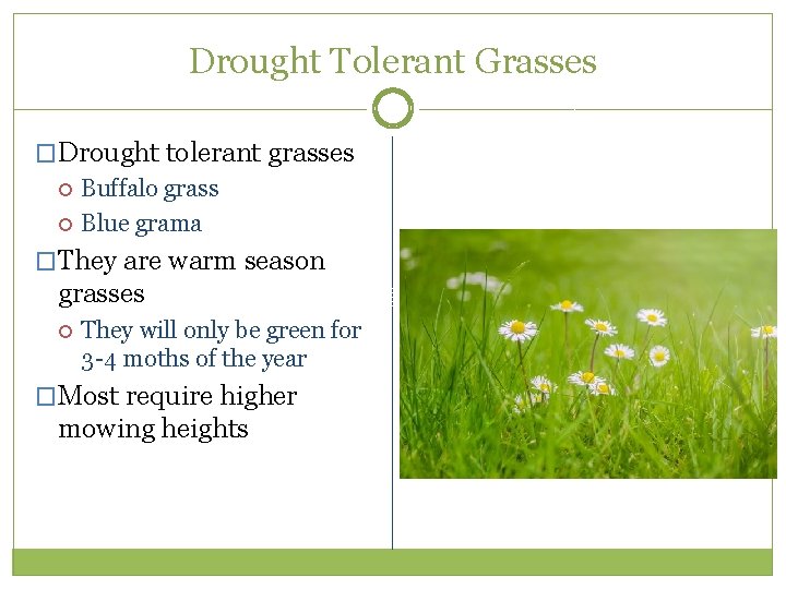 Drought Tolerant Grasses �Drought tolerant grasses Buffalo grass Blue grama �They are warm season