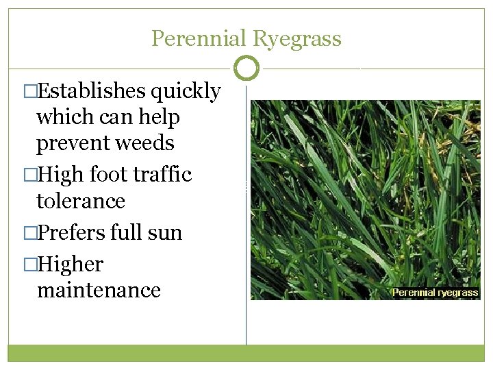 Perennial Ryegrass �Establishes quickly which can help prevent weeds �High foot traffic tolerance �Prefers