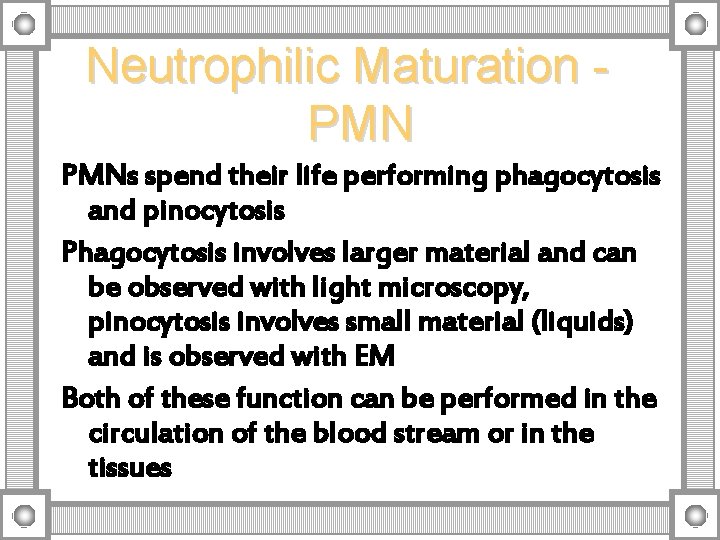 Neutrophilic Maturation PMNs spend their life performing phagocytosis and pinocytosis Phagocytosis involves larger material