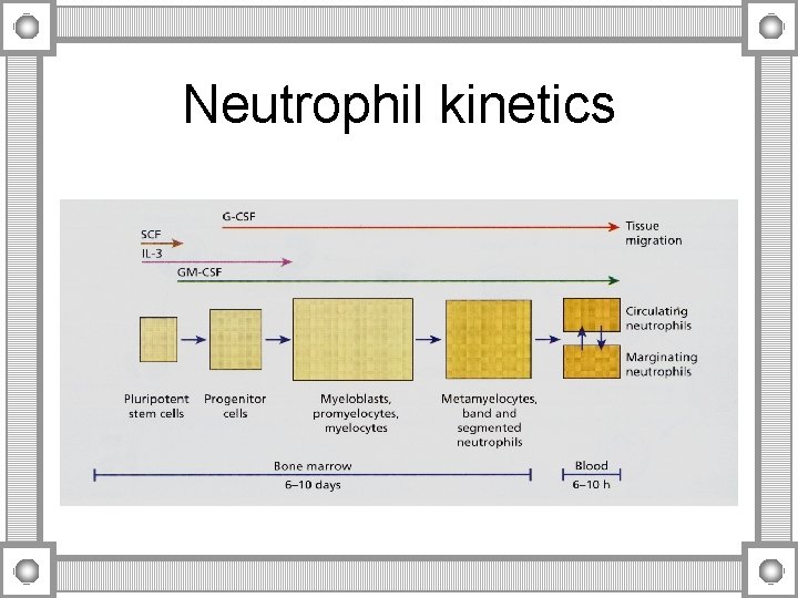 Neutrophil kinetics 