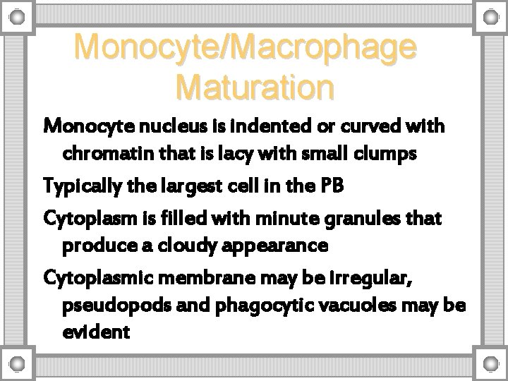 Monocyte/Macrophage Maturation Monocyte nucleus is indented or curved with chromatin that is lacy with
