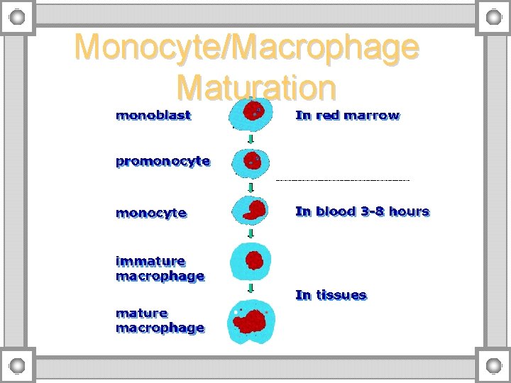 Monocyte/Macrophage Maturation 