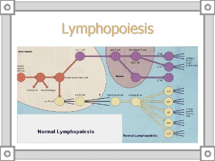 Lymphopoiesis 