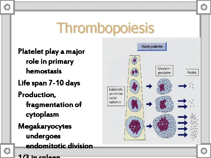 Thrombopoiesis Platelet play a major role in primary hemostasis Life span 7 -10 days