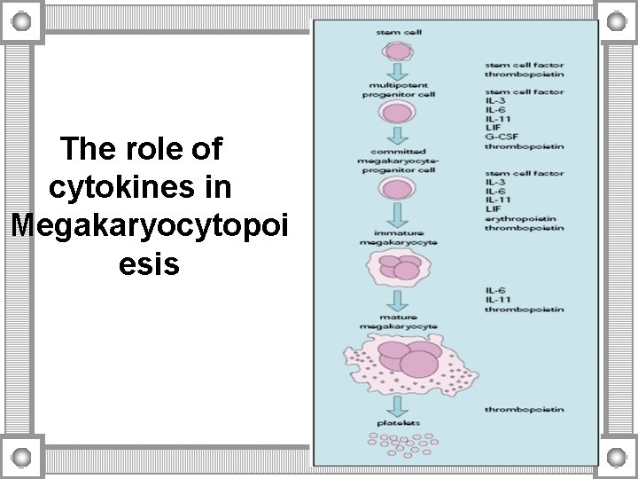 The role of cytokines in Megakaryocytopoi esis 