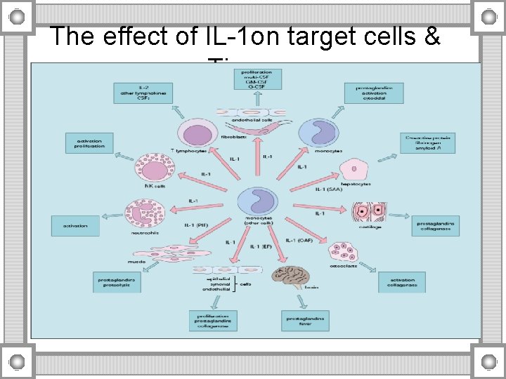 The effect of IL-1 on target cells & Tissues 