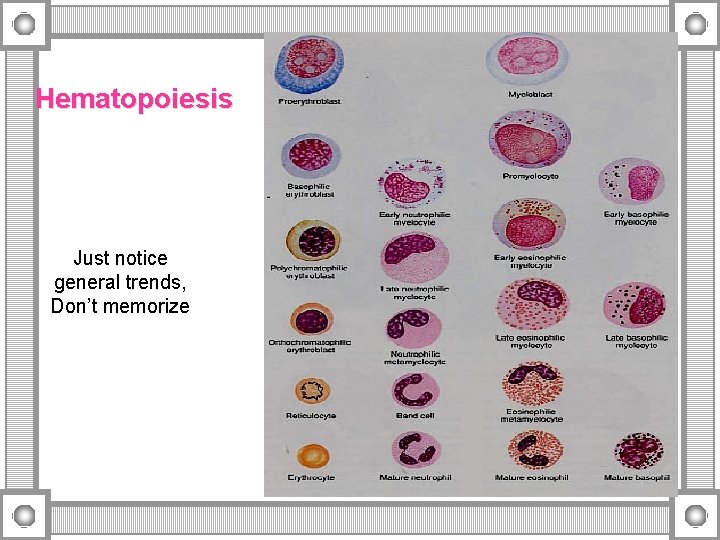 Hematopoiesis Just notice general trends, Don’t memorize 