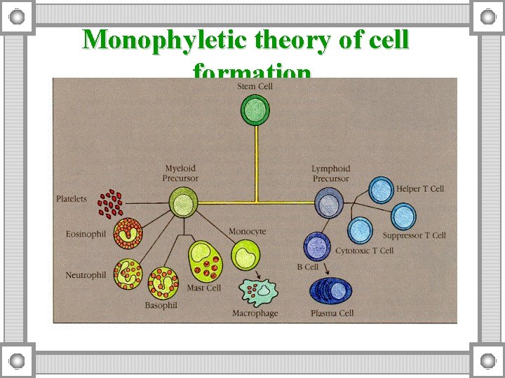 Monophyletic theory of cell formation 