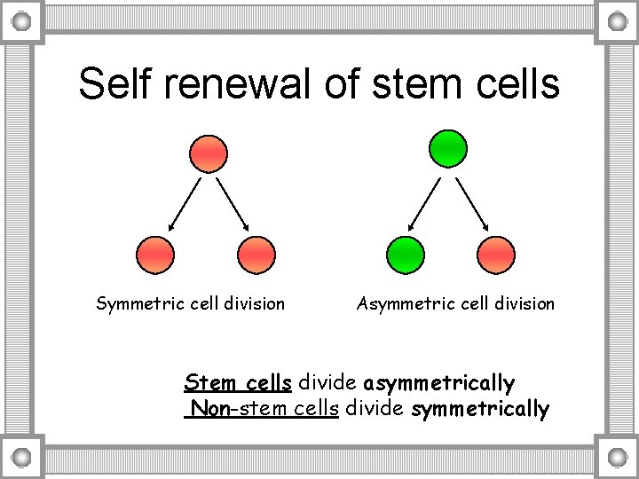 Self renewal of stem cells Symmetric cell division Asymmetric cell division Stem cells divide