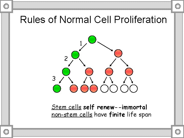 Rules of Normal Cell Proliferation 1 2 3 Stem cells self renew--immortal non-stem cells