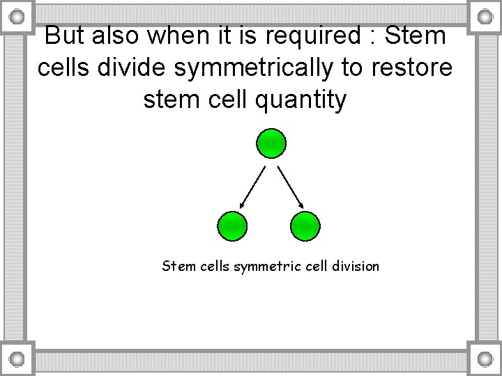 But also when it is required : Stem cells divide symmetrically to restore stem