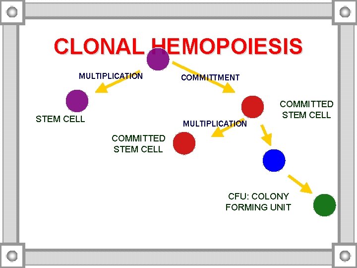 CLONAL HEMOPOIESIS MULTIPLICATION STEM CELL COMMITTMENT MULTIPLICATION COMMITTED STEM CELL CFU: COLONY FORMING UNIT