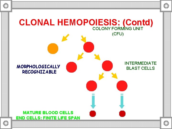 CLONAL HEMOPOIESIS: (Contd) COLONY FORMING UNIT (CFU) MORPHOLOGICALLY RECOGNIZABLE MATURE BLOOD CELLS END CELLS: