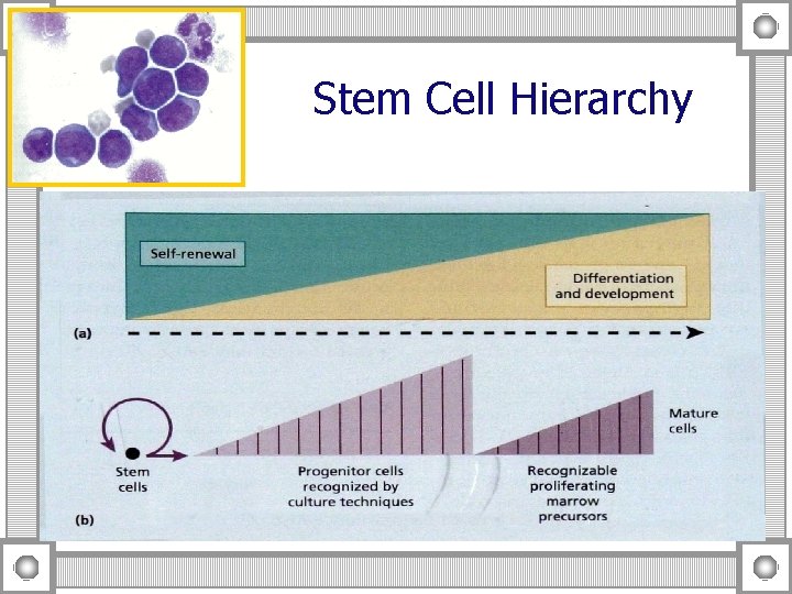 Stem Cell Hierarchy 