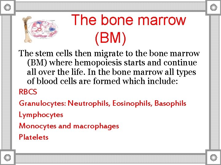 The bone marrow (BM) The stem cells then migrate to the bone marrow (BM)