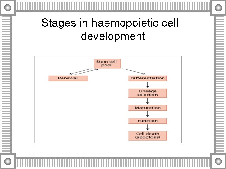 Stages in haemopoietic cell development 