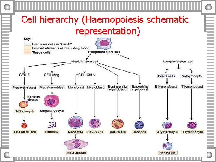 Cell hierarchy (Haemopoiesis schematic representation) 