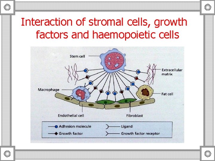 Interaction of stromal cells, growth factors and haemopoietic cells 