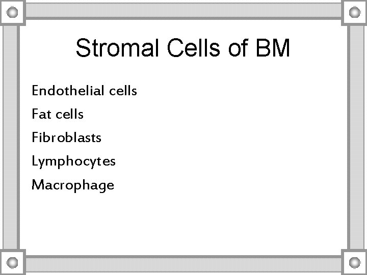Stromal Cells of BM Endothelial cells Fat cells Fibroblasts Lymphocytes Macrophage 