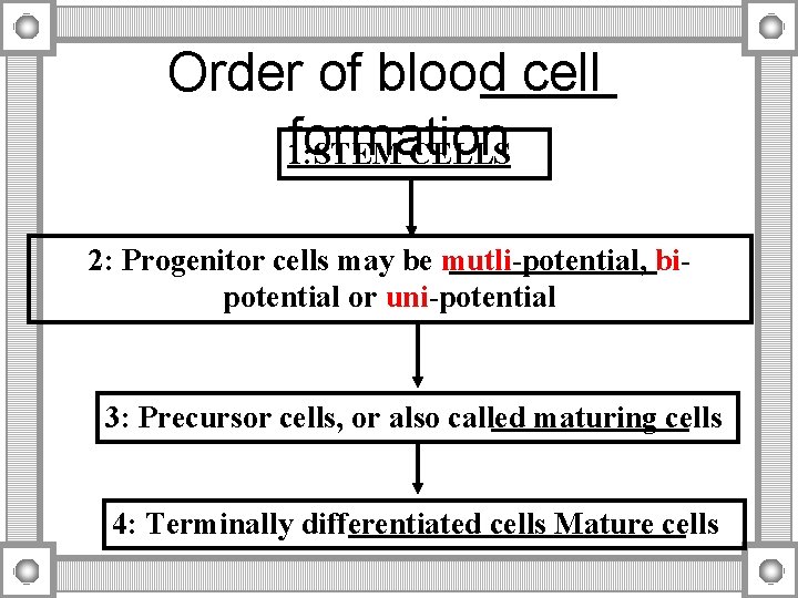 Order of blood cell formation 1: STEM CELLS 2: Progenitor cells may be mutli-potential,