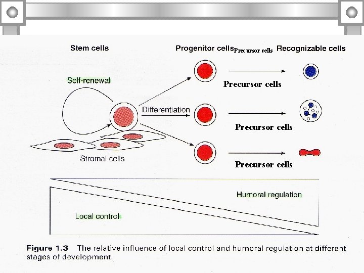 Precursor cells 
